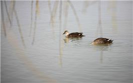 春江水暖鸭先知