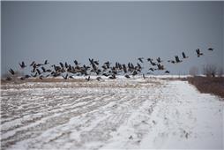 《黄河口雪地大雁》