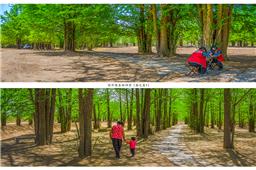 临沂银杏林四季