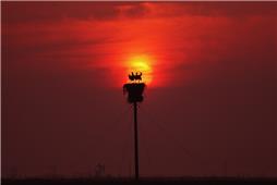 《东方白鹳黄河口育雏》