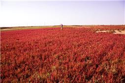《黄河口红草地》