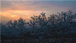 夕阳梨花人未归