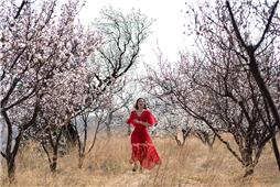 又是一年杏花开