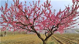 春日至  农事始