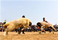 在羊主人助力下