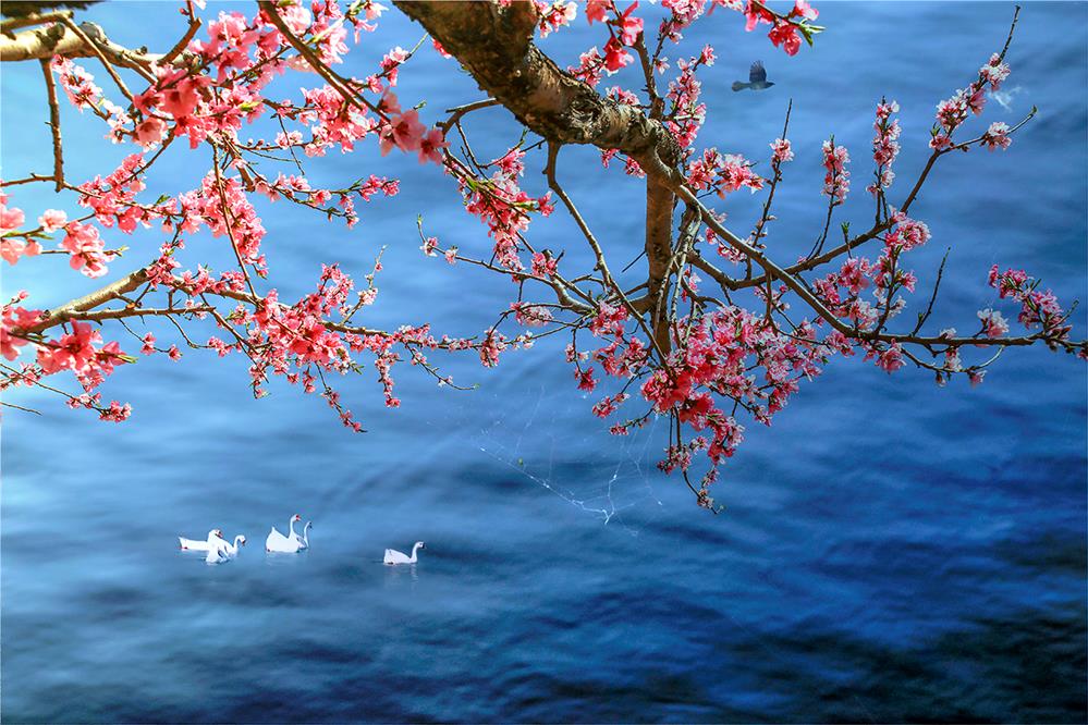 桃花春水蓝水上白鹅浴