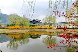 《大佛之下春意浓》