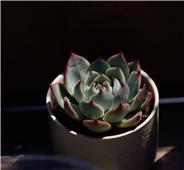 花之韵