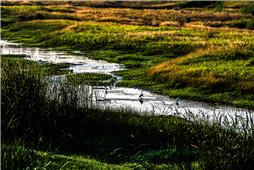 蟠龙湿地