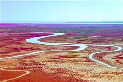 黄河口新生湿地