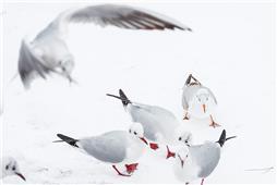 雪地红嘴鸥