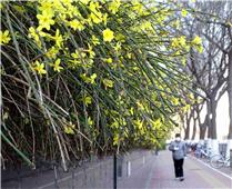 春天来了！(济南街头春光)