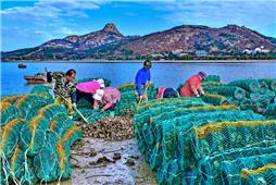 《蛎蛎皆辛苦》