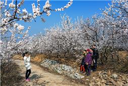 春暖花开乐游园