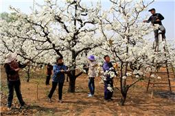 花开时节授粉忙