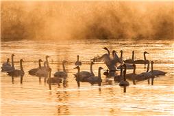 晨霭中的天鹅