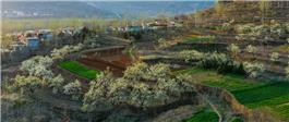 梨园春色
