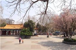 海棠花开的日子