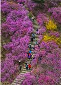 青岛万亩杜鹃花盛开