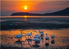 引吭舒颈看霞出