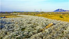 高铁飞驰过梨园