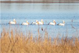 《珍稀濒危鸟类卷羽鹈鹕飞临东营市河口城郊》