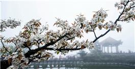 梨花一枝春带雨
