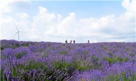 花海遨游