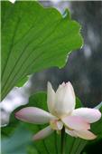 夏 雨 荷