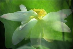 《花之俏》