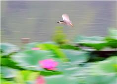 明湖飞鹭