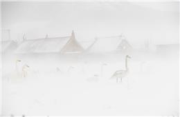 傲雪