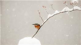翠鸟在雪中