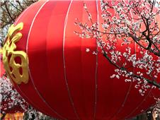 吉祥如意“杏”福花