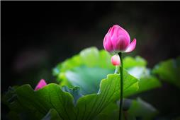 《夏荷》