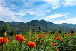 花红山青