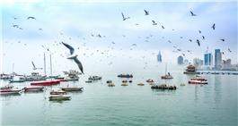 海鸥飞翔