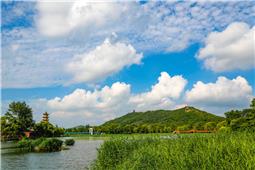 夏日莲湖