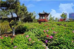 春来花开