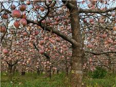 黄河故道红富士苹果
