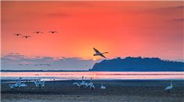 晨曦中的天鹅湖