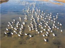 黄河入海口湿地：千余只东方白鹳栖息黄河口