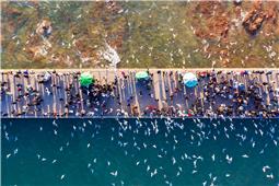 海鸥飞舞游人乐