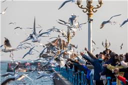 栈桥鸥舞游人乐