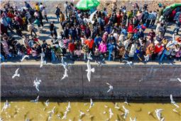 海鸥围着游人飞