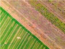 绿植“分界线”