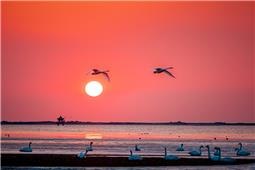 旭日东升  比翼齐飞