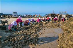 牡蛎收获季