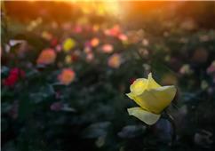 你还是一朵花