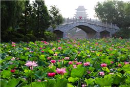 荷美阳河（2）
